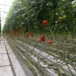 Armaro F1 - rośliny odmiany na początku października - liście są wciąż ciemnozielone, świadczące o dobrej kondycji roślin (Fot. 05.10.2016)