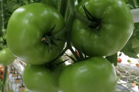 Ducovery F1 – grono odmiany pod koniec produkcji - wielkość owoców ustabilizowała się w górnych granicach rozmiaru BBB. Udział owoców BBBB zmalał (Fot. 28.09.2016).

 
