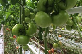 Ducovery F1 - rośliny odmiany Ducovery F1 wyglądają bardzo dobrze pod koniec okresu produkcyjnego, rośliny wykazywały dalszą chęć wzrostu, 15.09 zostały ogłowione (Fot. 28.09.16)
